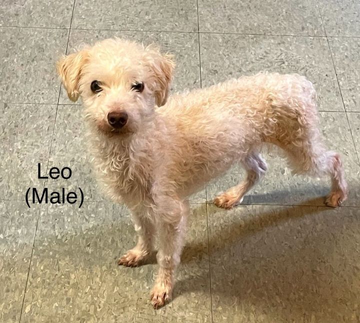 Mini poodle terrier clearance mix