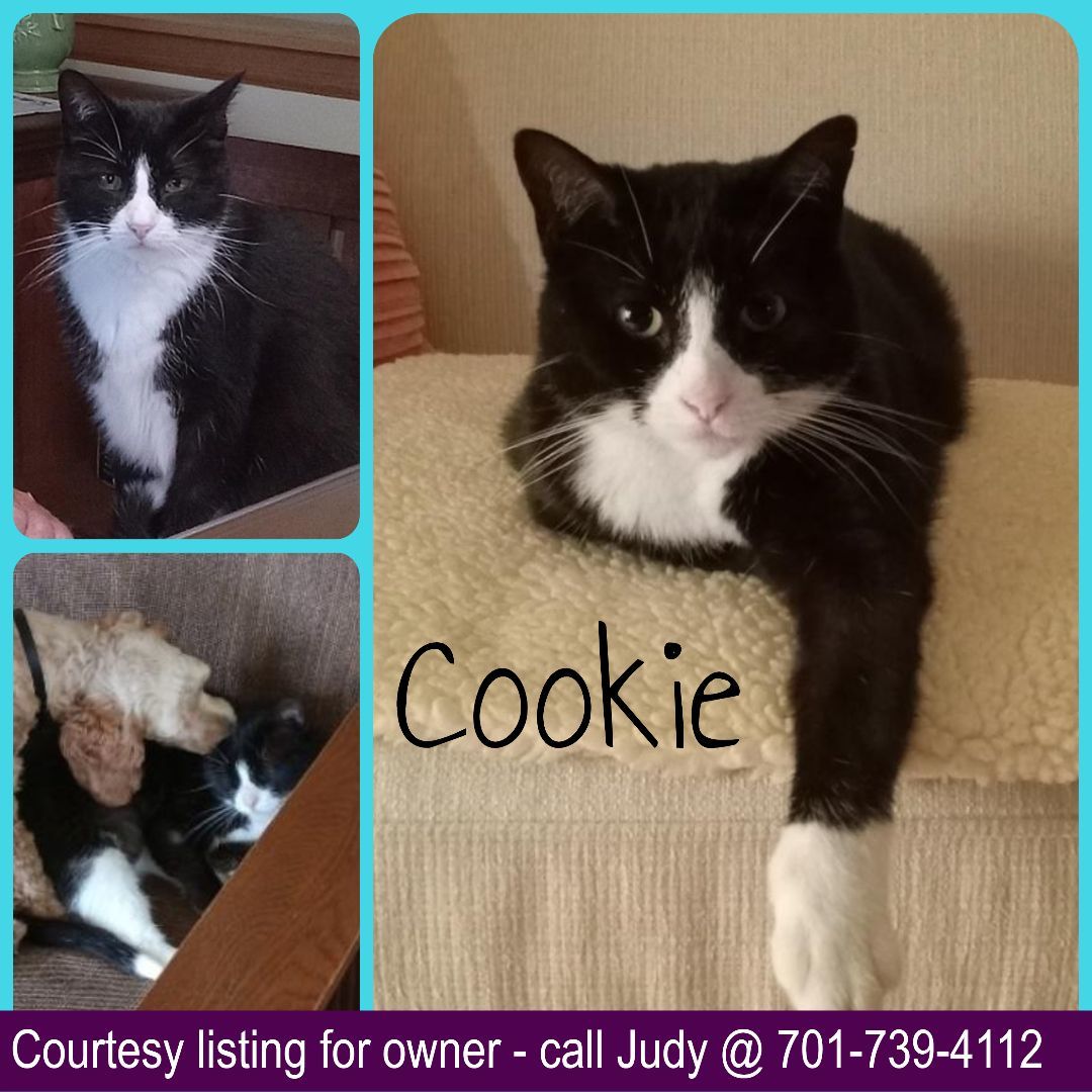 Cookie - COURTESY LISTING FOR OWNER