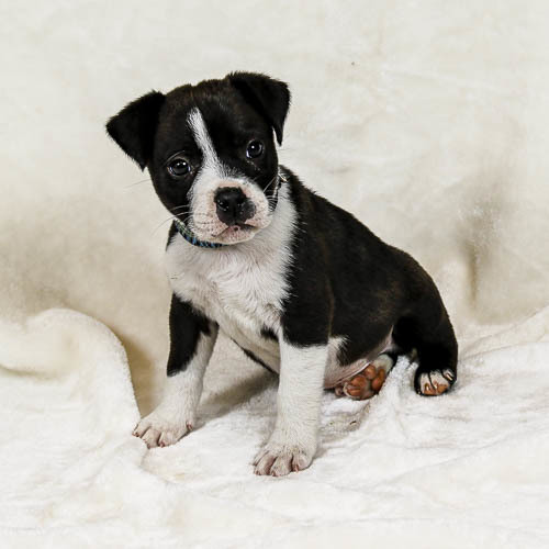 Pitbull beagle mix black best sale and white