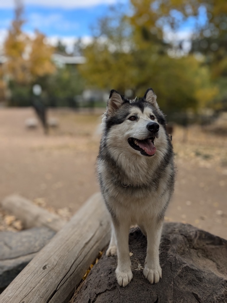 Kiska, an adoptable Alaskan Malamute in Fort Lupton, CO, 80621 | Photo Image 1