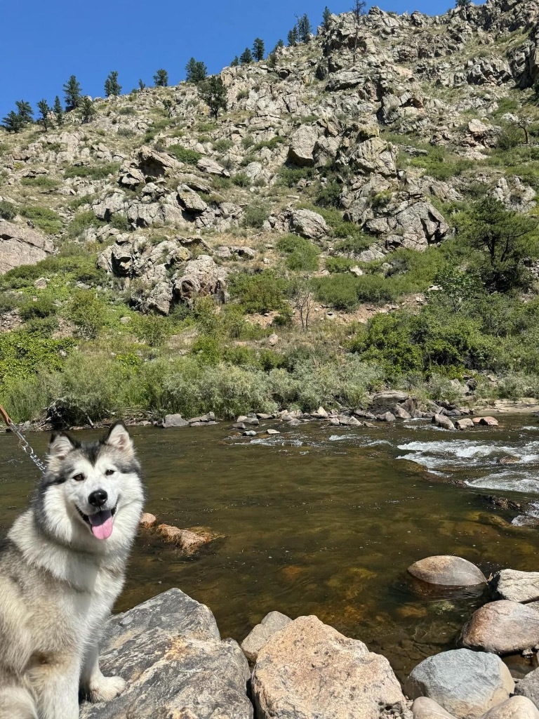 Kiska, an adoptable Alaskan Malamute in Fort Lupton, CO, 80621 | Photo Image 2