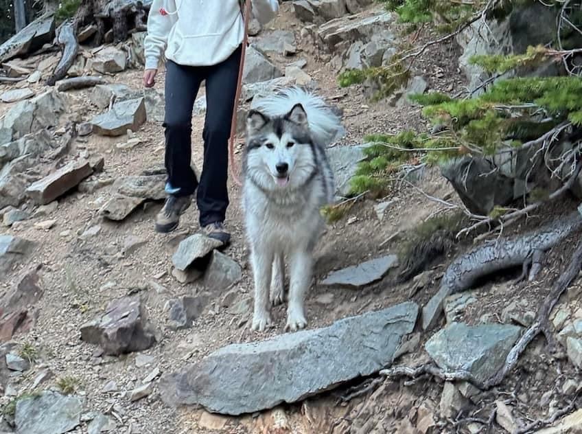 Kiska, an adoptable Alaskan Malamute in Fort Lupton, CO, 80621 | Photo Image 3