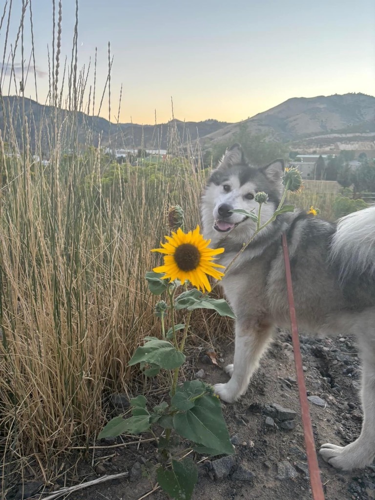 Kiska, an adoptable Alaskan Malamute in Fort Lupton, CO, 80621 | Photo Image 4