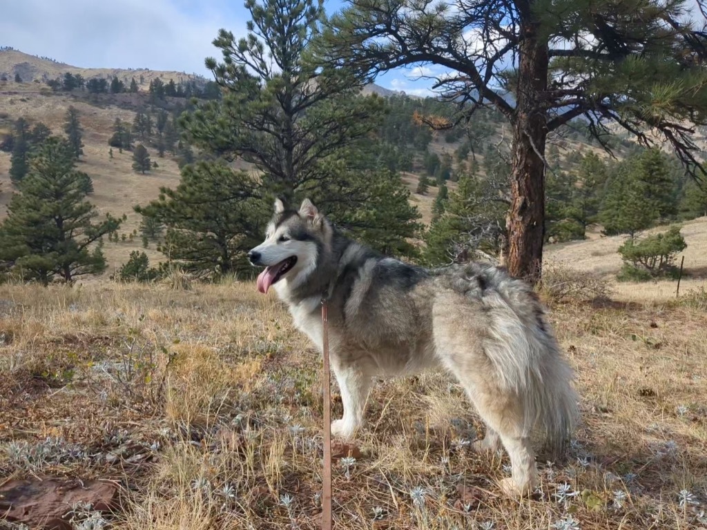 Kiska, an adoptable Alaskan Malamute in Fort Lupton, CO, 80621 | Photo Image 5