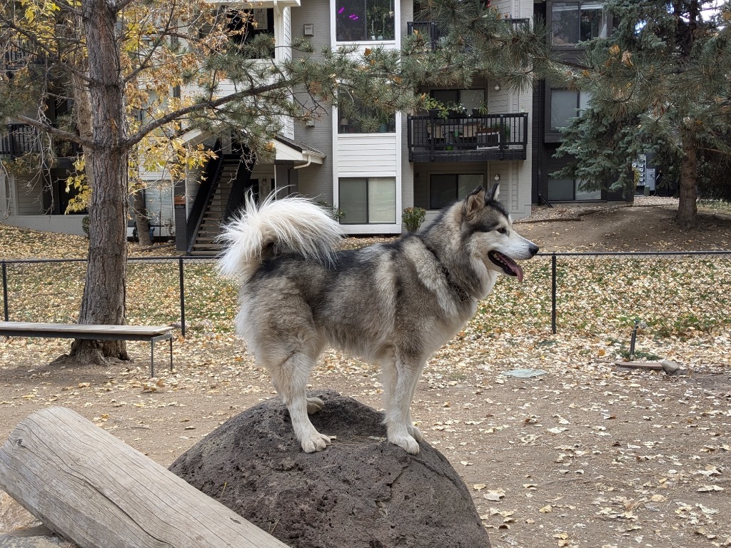 Kiska, an adoptable Alaskan Malamute in Fort Lupton, CO, 80621 | Photo Image 6