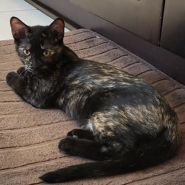 Cat for adoption - MooMoo, a Domestic Short Hair in Dartmouth, NS