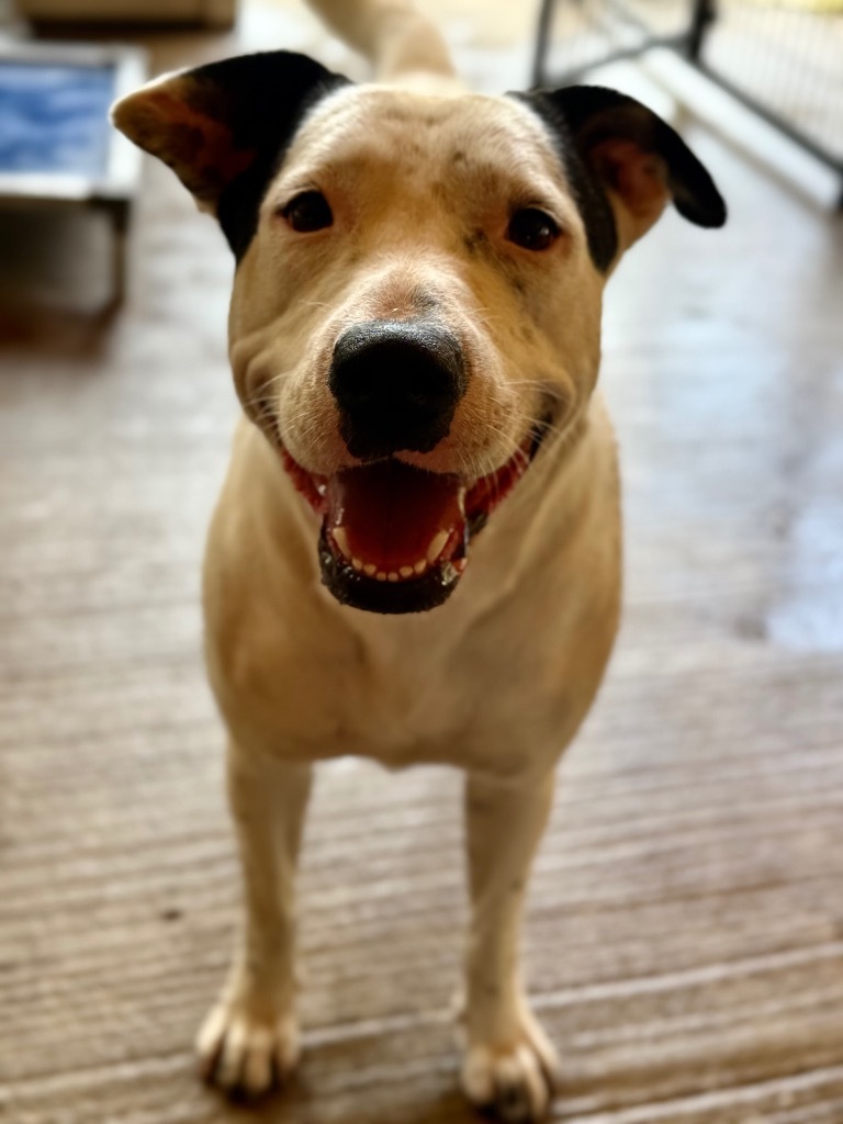 Christy, an adoptable Mixed Breed in Waynesville, GA, 31566 | Photo Image 1