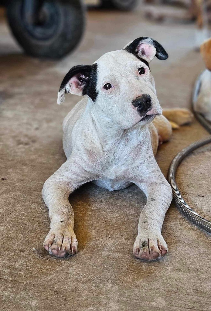 Christy, an adoptable Mixed Breed in Waynesville, GA, 31566 | Photo Image 2