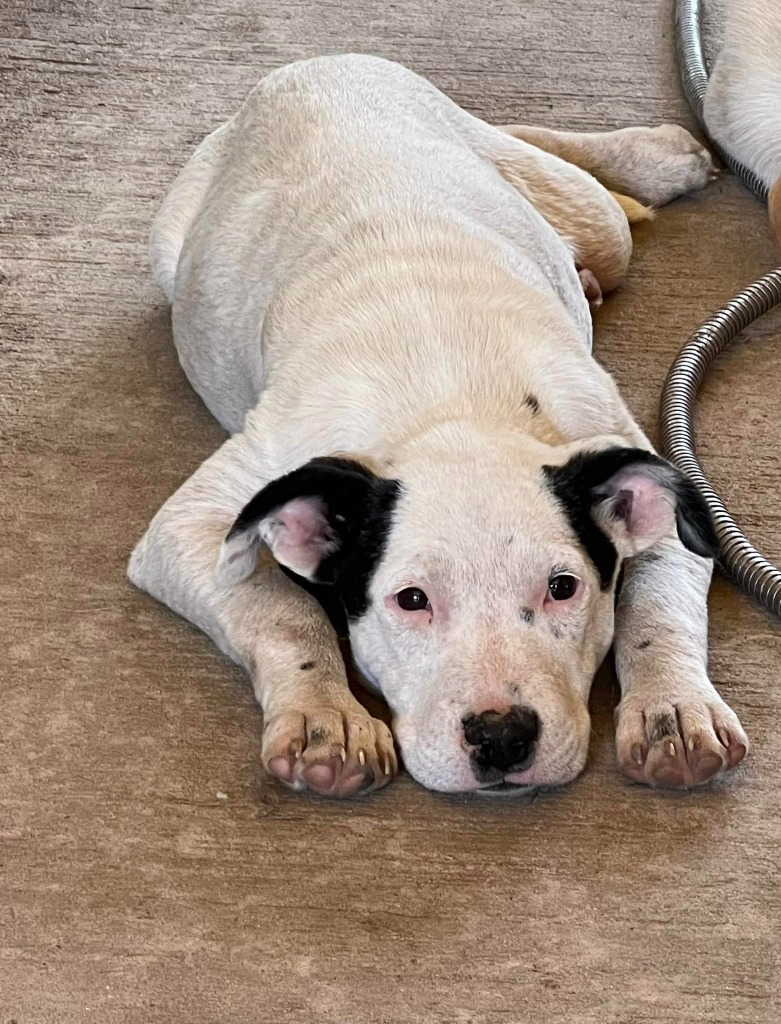 Christy, an adoptable Mixed Breed in Waynesville, GA, 31566 | Photo Image 3