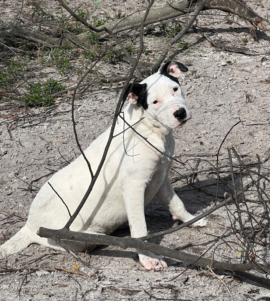 Christy, an adoptable Mixed Breed in Waynesville, GA, 31566 | Photo Image 4