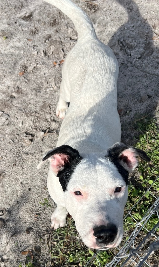 Christy, an adoptable Mixed Breed in Waynesville, GA, 31566 | Photo Image 5