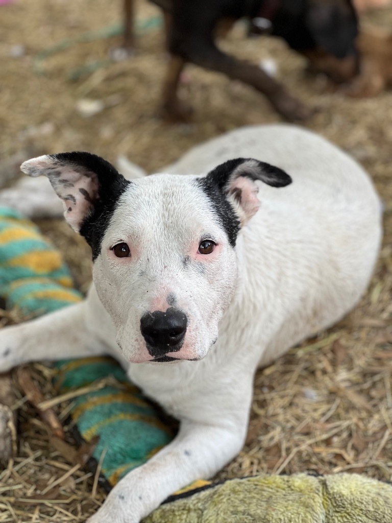 Christy, an adoptable Mixed Breed in Waynesville, GA, 31566 | Photo Image 6