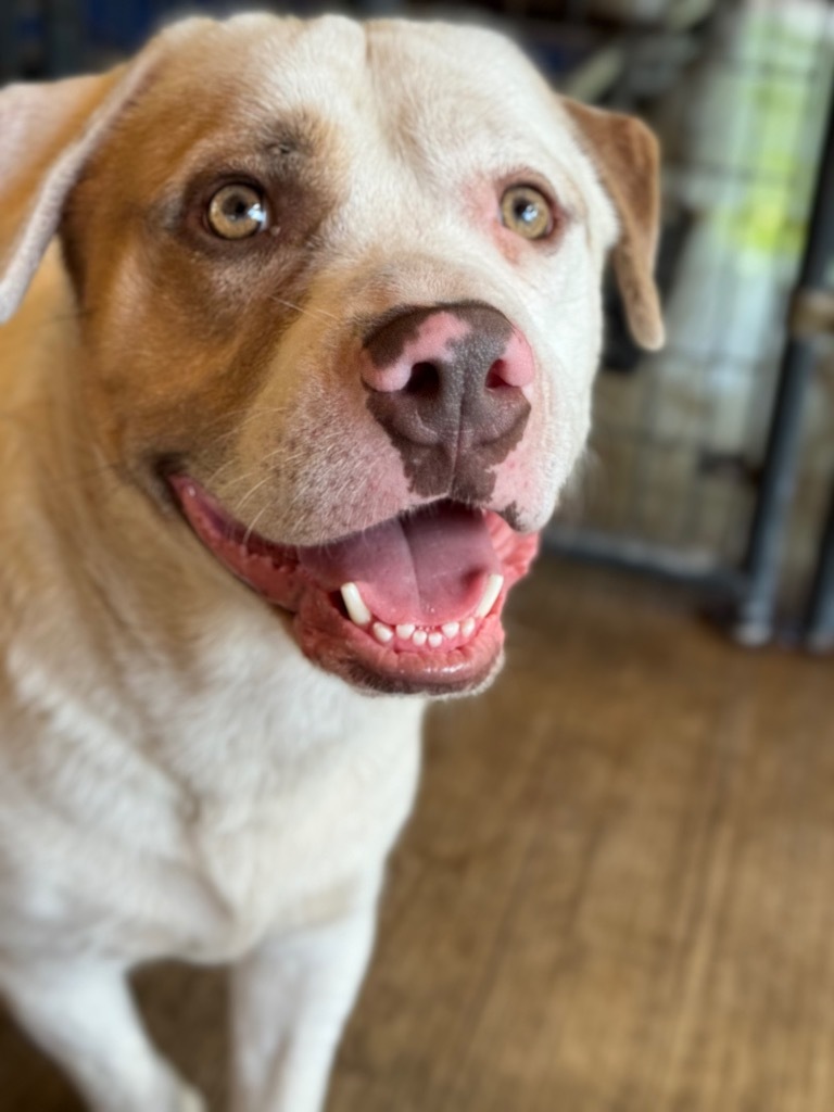 Chucky, an adoptable Husky, Mixed Breed in Waynesville, GA, 31566 | Photo Image 1