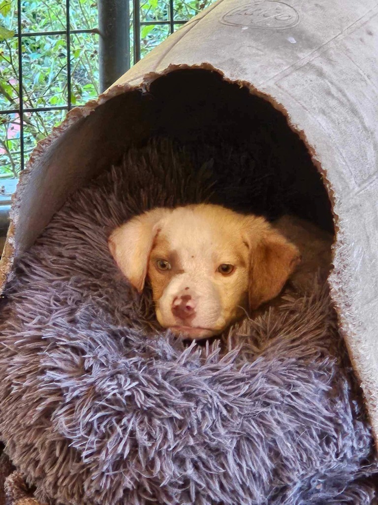 Chucky, an adoptable Husky, Mixed Breed in Waynesville, GA, 31566 | Photo Image 2