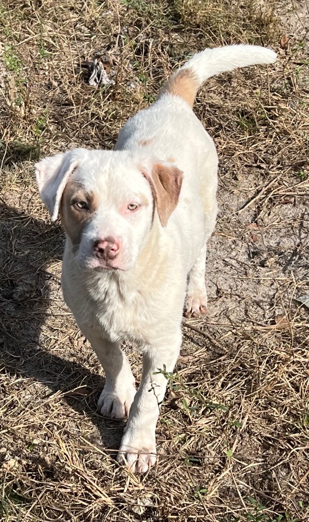 Chucky, an adoptable Husky, Mixed Breed in Waynesville, GA, 31566 | Photo Image 3