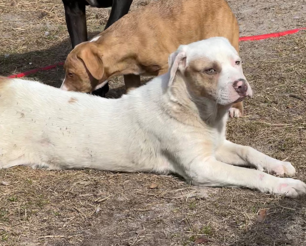 Chucky, an adoptable Husky, Mixed Breed in Waynesville, GA, 31566 | Photo Image 4