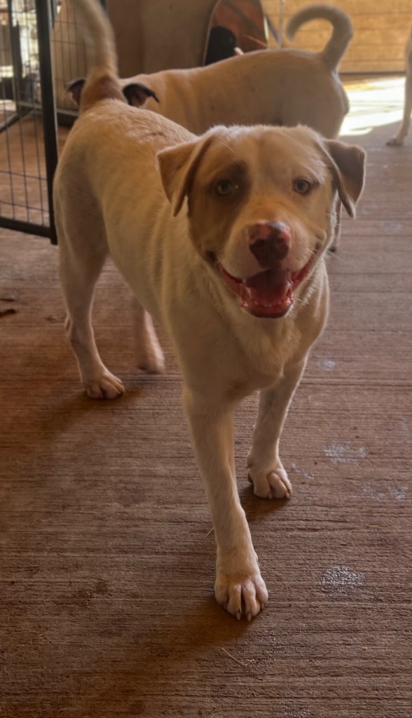 Chucky, an adoptable Husky, Mixed Breed in Waynesville, GA, 31566 | Photo Image 5