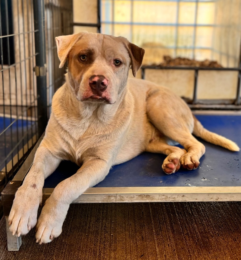 Chucky, an adoptable Husky, Mixed Breed in Waynesville, GA, 31566 | Photo Image 6