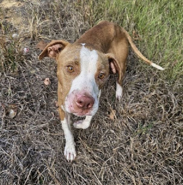 Chandler, an adoptable Mixed Breed in Oxford, MS, 38655 | Photo Image 1