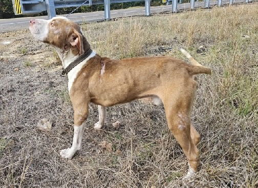 Chandler, an adoptable Mixed Breed in Oxford, MS, 38655 | Photo Image 2