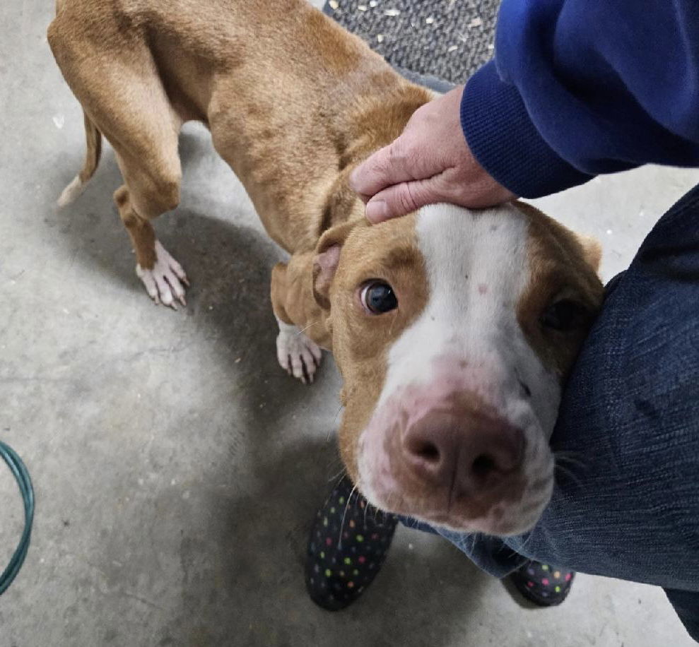 Chandler, an adoptable Mixed Breed in Oxford, MS, 38655 | Photo Image 3