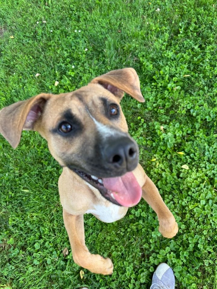 Dingo store terrier mix