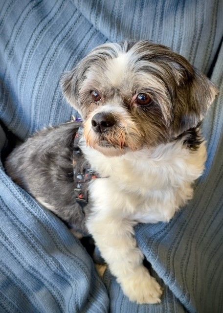 Puppies on the Prairie Shih Tzu