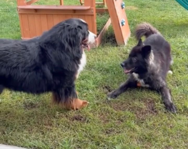 Newfoundland best sale malamute mix