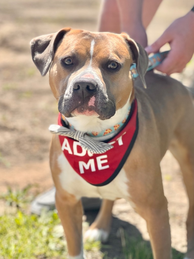 Aero (foster), an adoptable Mixed Breed in Muskegon, MI, 49442 | Photo Image 1