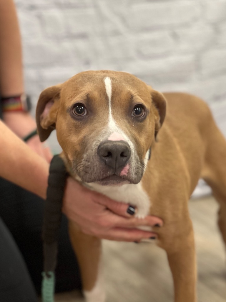 Aero (foster), an adoptable Mixed Breed in Muskegon, MI, 49442 | Photo Image 2