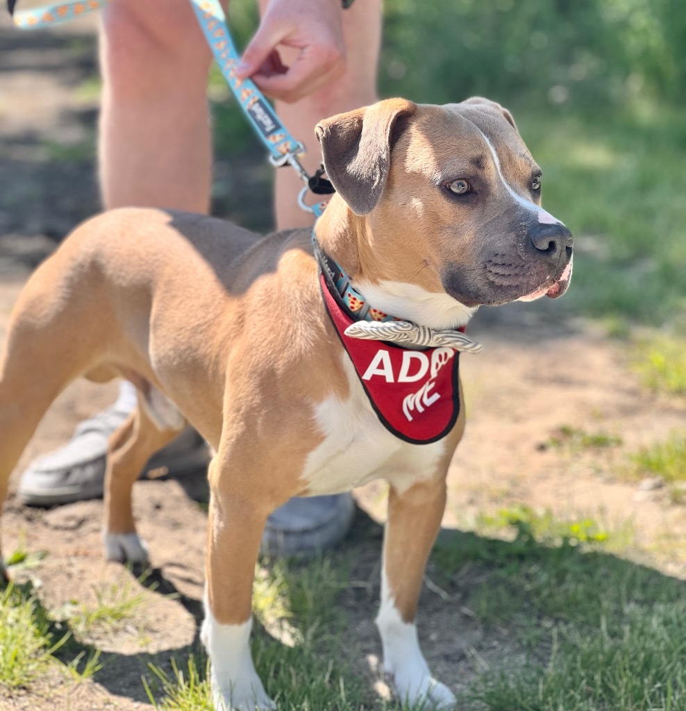 Aero (foster), an adoptable Mixed Breed in Muskegon, MI, 49442 | Photo Image 3