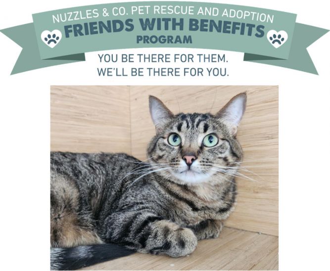 Cat for adoption Zebra, a Domestic Short Hair in Park City, UT