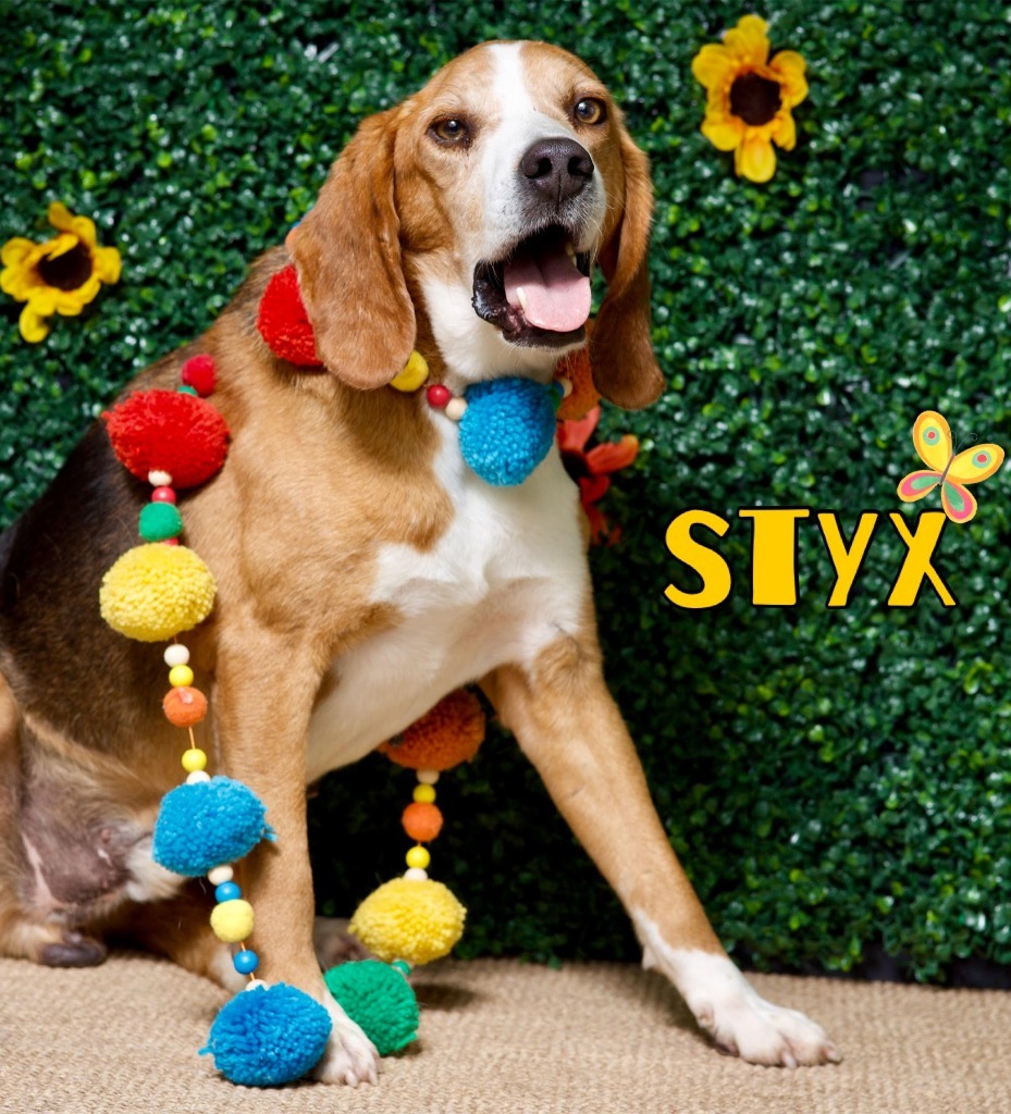 Styx, an adoptable Foxhound in Hardeeville, SC, 29927 | Photo Image 1