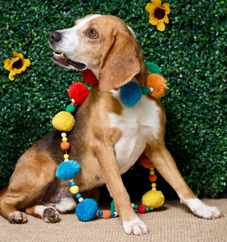 Styx, an adoptable Foxhound in Hardeeville, SC, 29927 | Photo Image 2