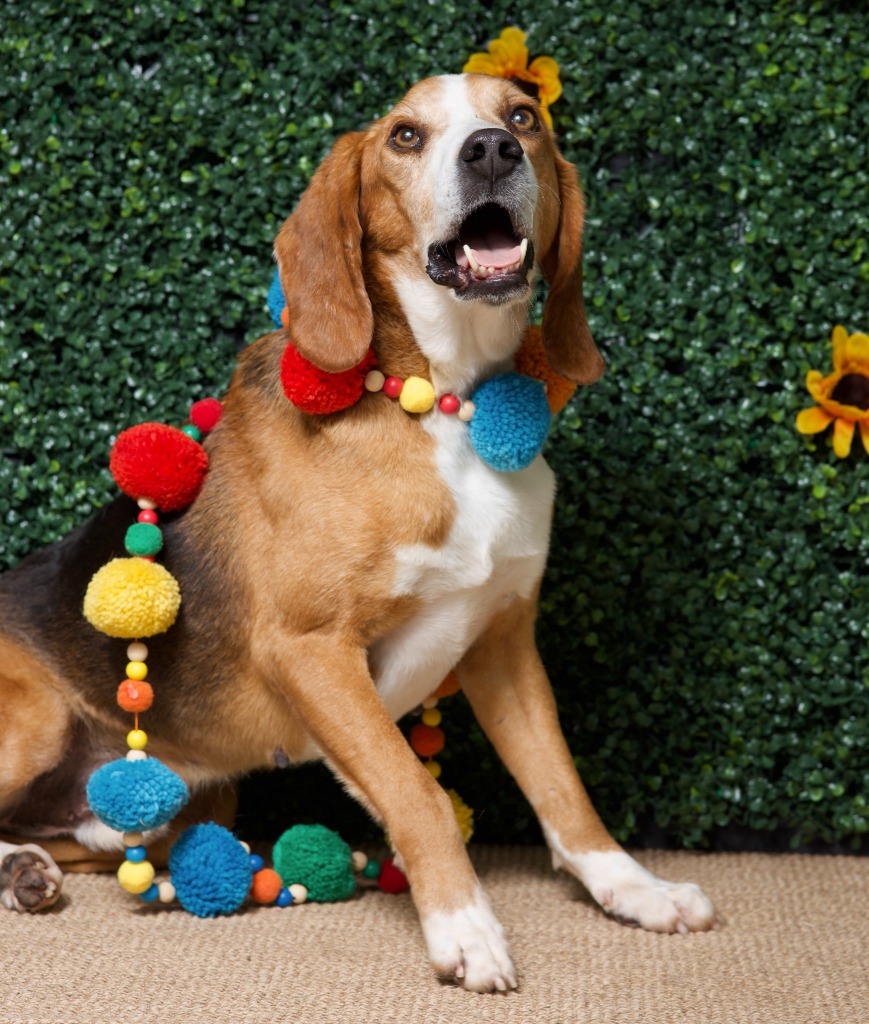 Styx, an adoptable Foxhound in Hardeeville, SC, 29927 | Photo Image 3