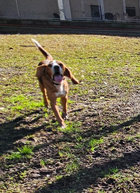 Styx, an adoptable Foxhound in Hardeeville, SC, 29927 | Photo Image 4