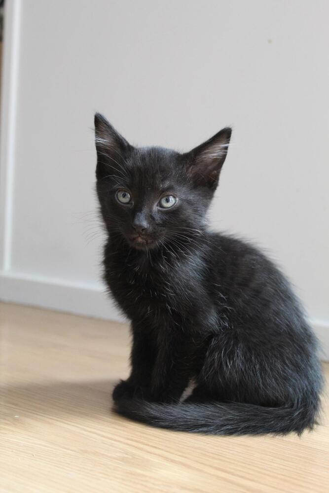 Houdini, an adoptable Domestic Short Hair in Lebanon, OR, 97355 | Photo Image 6