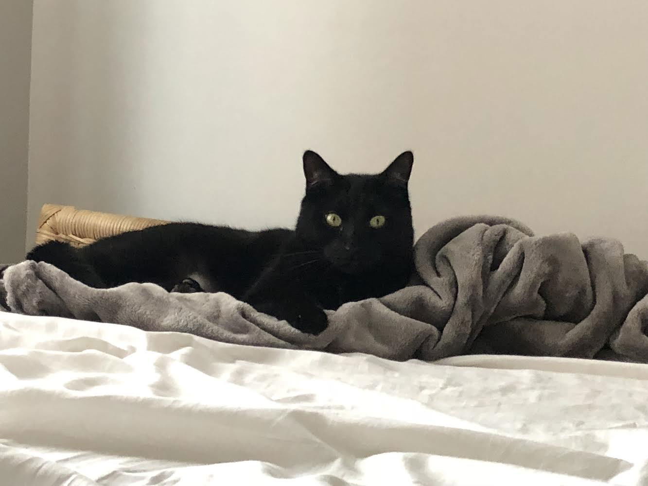 Marshall, an adoptable Domestic Short Hair in Montreal, QC, H2L 4Y5 | Photo Image 1