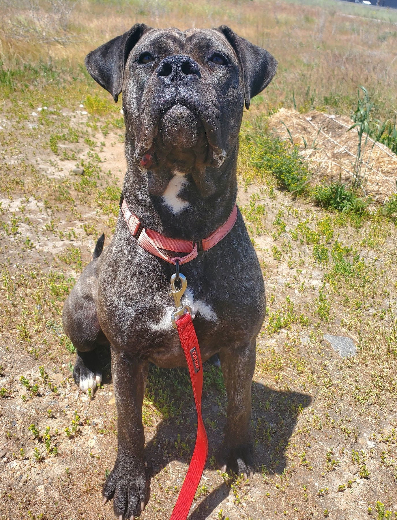 Diamond, an adoptable Cane Corso in Yreka, CA, 96097 | Photo Image 1