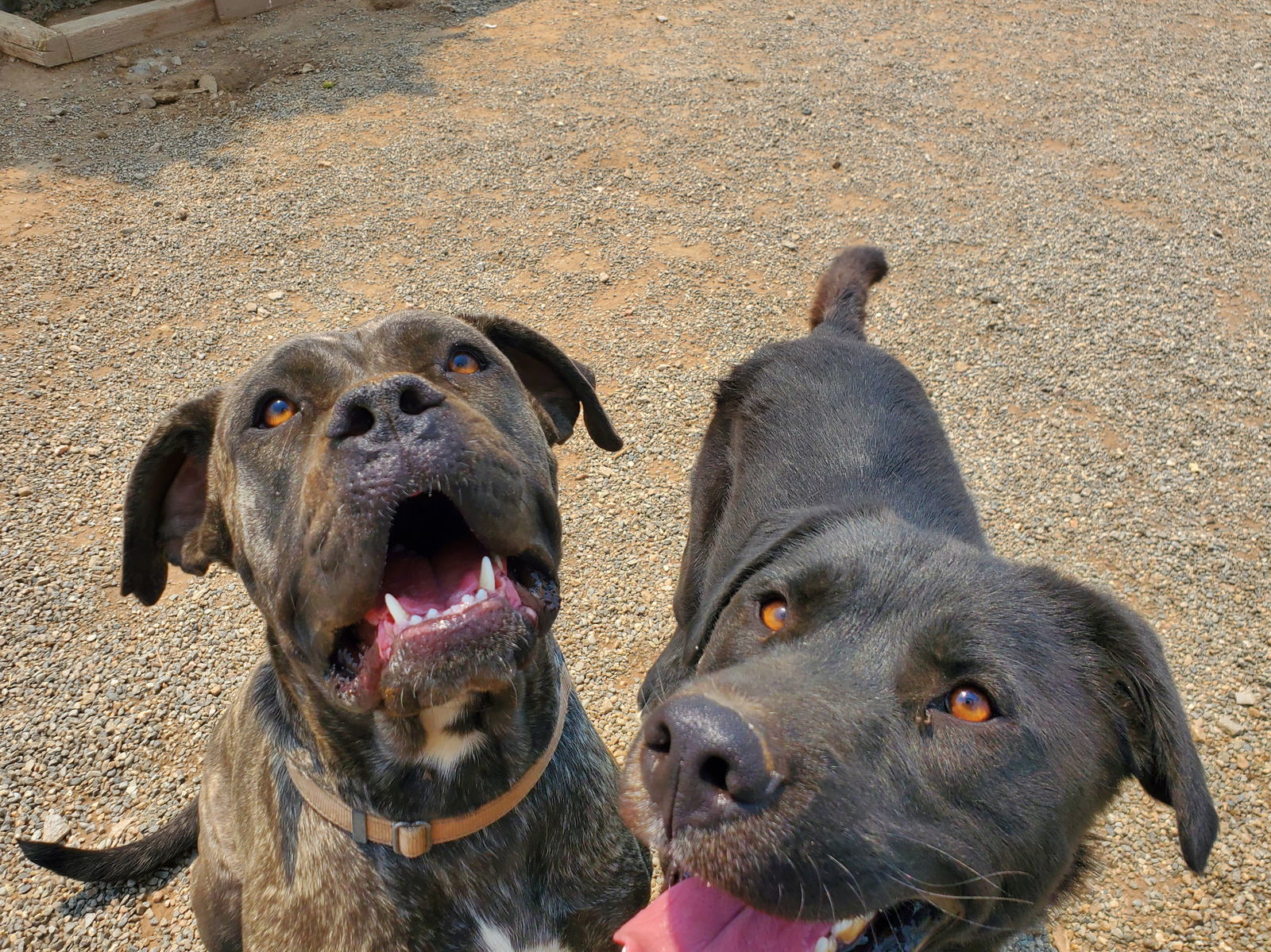 Diamond, an adoptable Cane Corso in Yreka, CA, 96097 | Photo Image 2