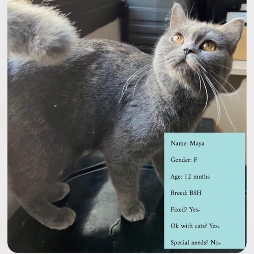 British store shorthair petfinder