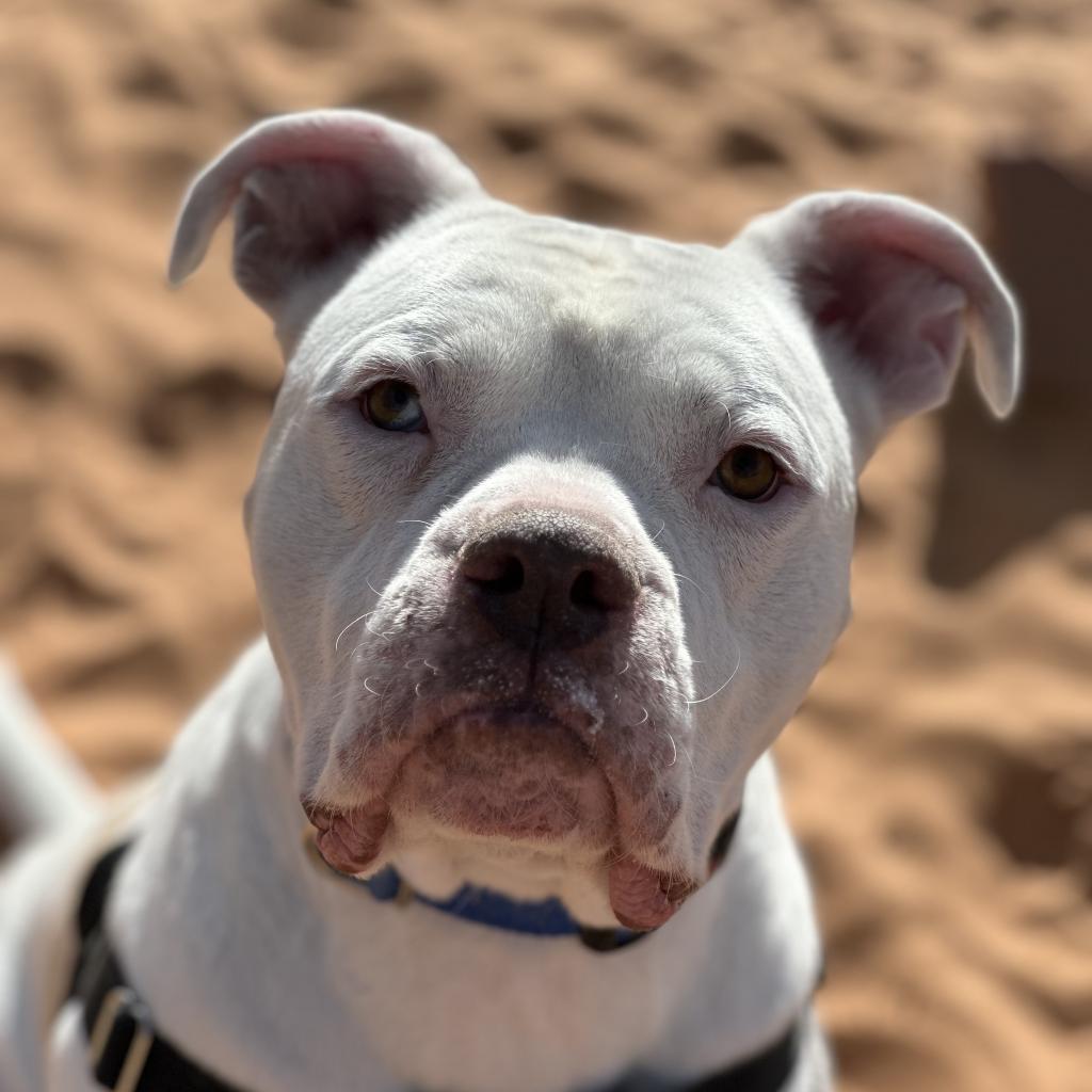 Meeko, an adoptable Mixed Breed, English Bulldog in Kanab, UT, 84741 | Photo Image 1
