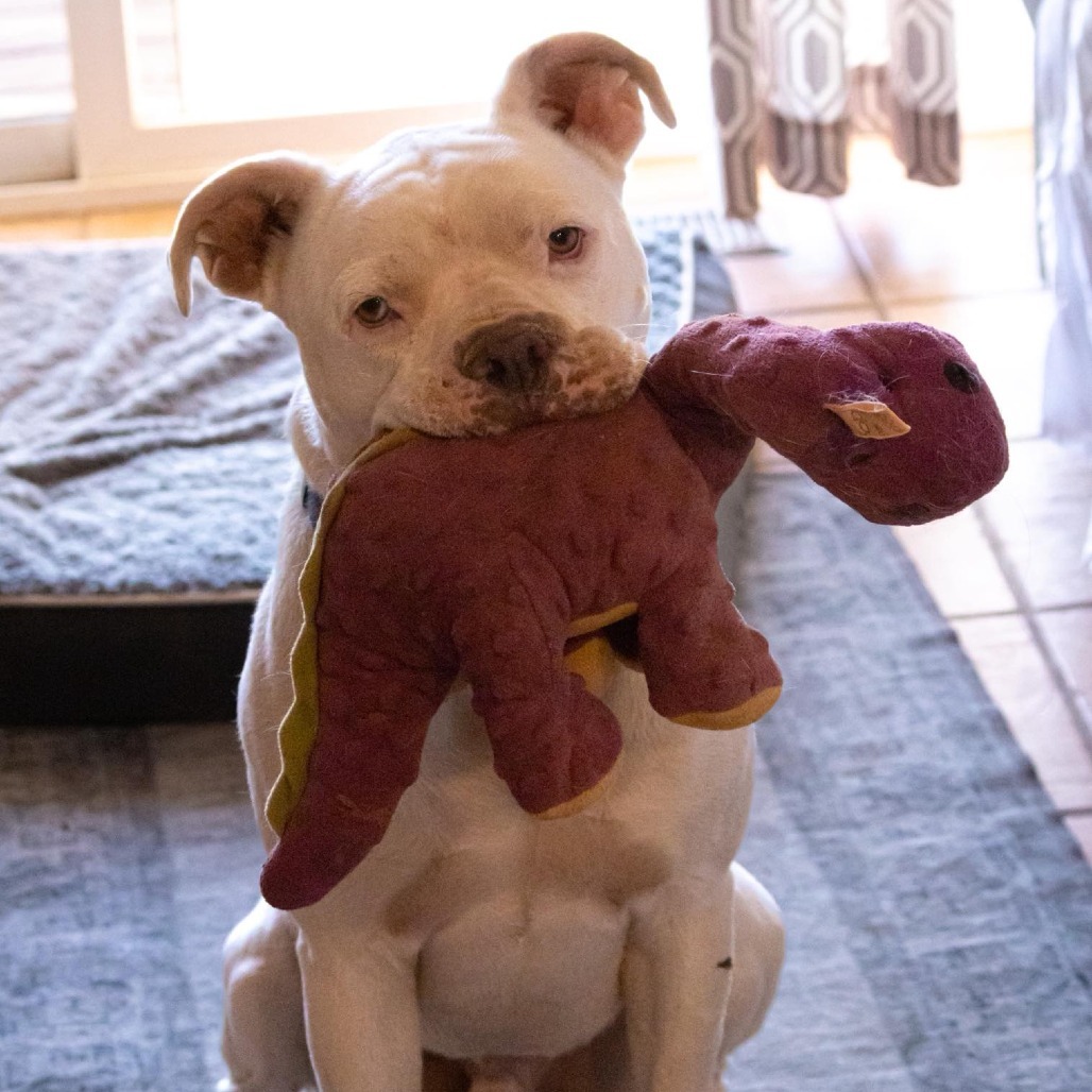 Meeko, an adoptable Mixed Breed, English Bulldog in Kanab, UT, 84741 | Photo Image 1