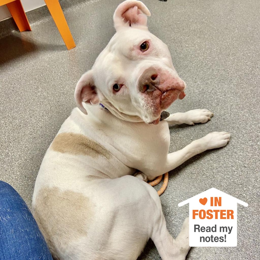 Meeko, an adoptable Mixed Breed, English Bulldog in Kanab, UT, 84741 | Photo Image 1