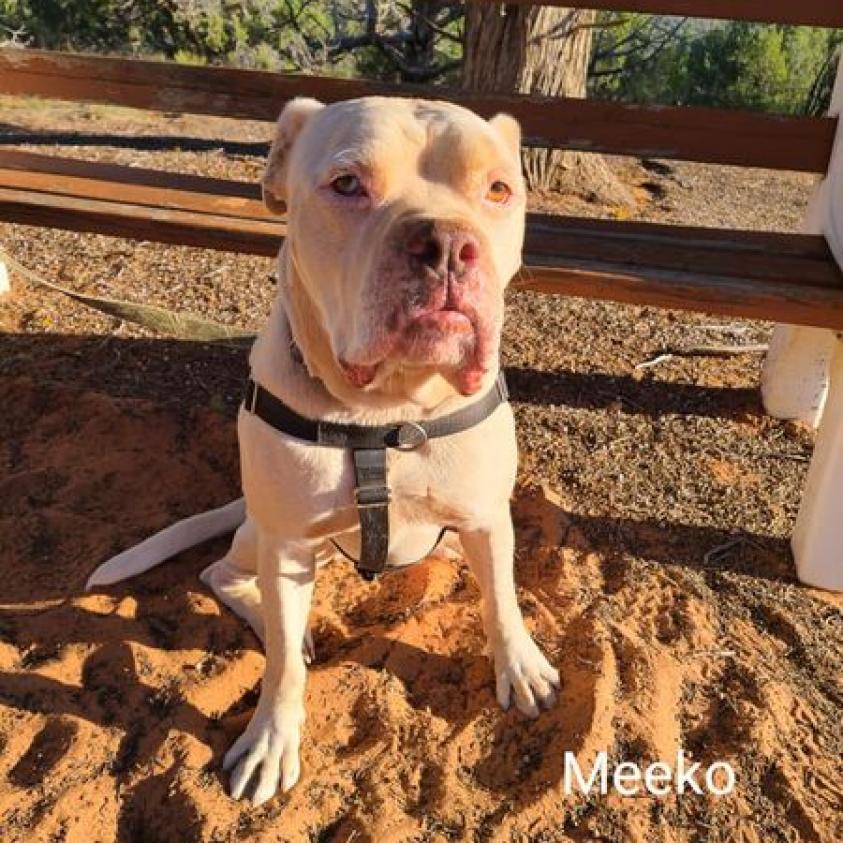 Meeko, an adoptable Mixed Breed, English Bulldog in Kanab, UT, 84741 | Photo Image 2