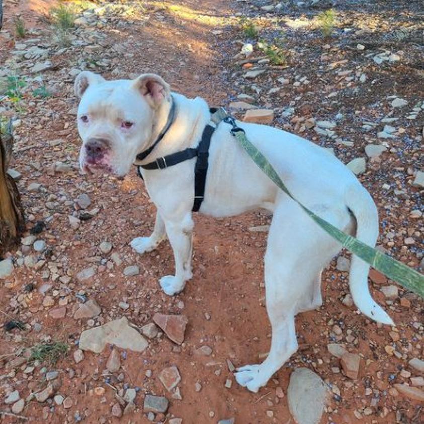 Meeko, an adoptable Mixed Breed, English Bulldog in Kanab, UT, 84741 | Photo Image 3