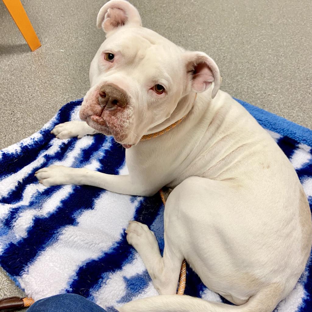 Meeko, an adoptable Mixed Breed, English Bulldog in Kanab, UT, 84741 | Photo Image 4