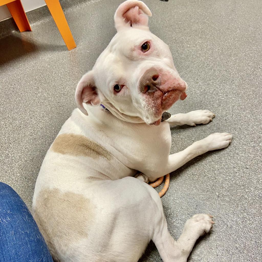 Meeko, an adoptable Mixed Breed, English Bulldog in Kanab, UT, 84741 | Photo Image 5
