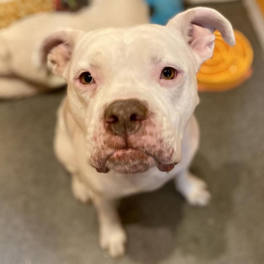 Meeko, an adoptable Mixed Breed, English Bulldog in Kanab, UT, 84741 | Photo Image 6