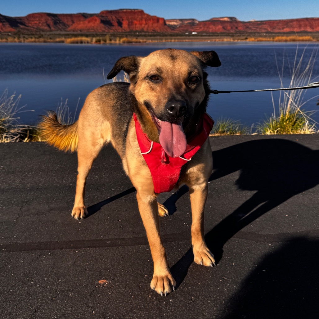 Shamrock, an adoptable German Shepherd Dog, Jack Russell Terrier in Kanab, UT, 84741 | Photo Image 1